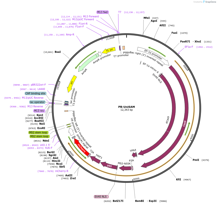 99866-plasmid-map-sequence-id-192399