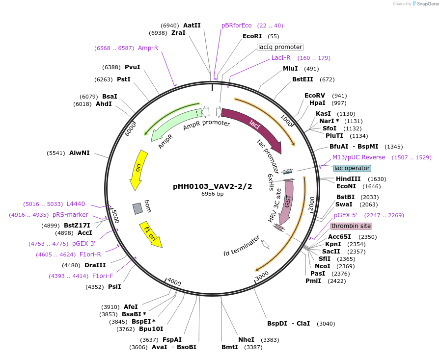 91506-plasmid-map-sequence-id-192405