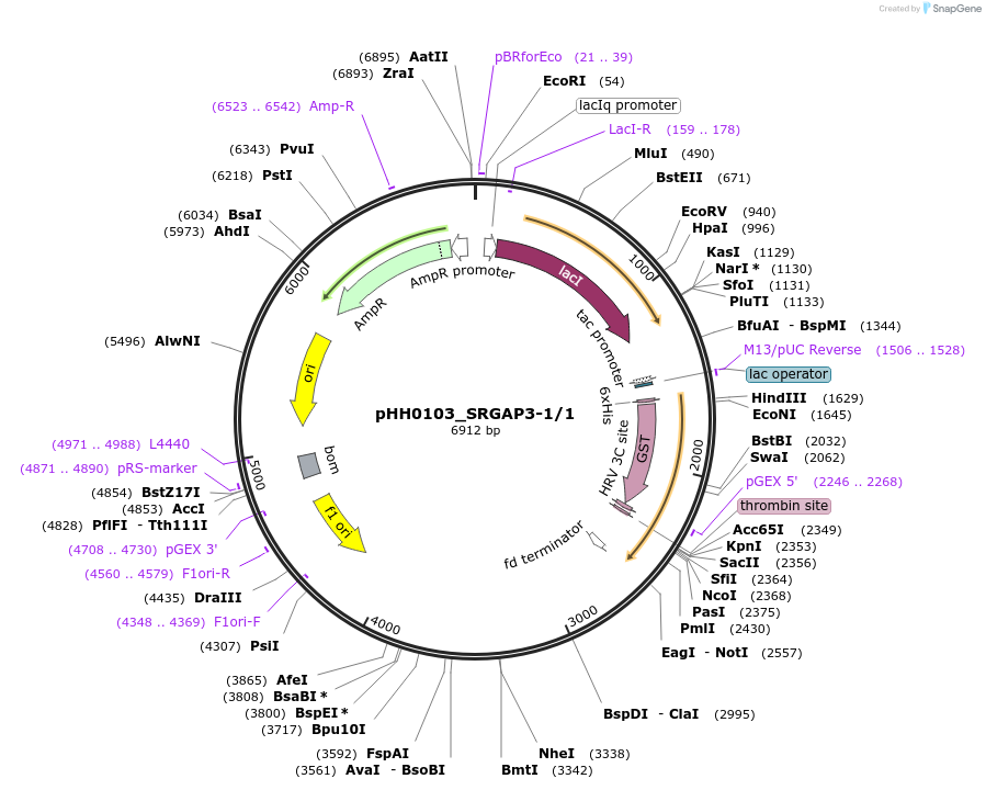 91510-plasmid-map-sequence-id-192410