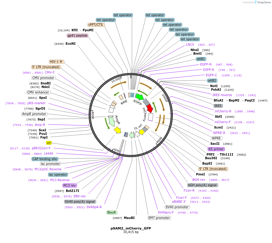 78172-plasmid-map-sequence-id-192414