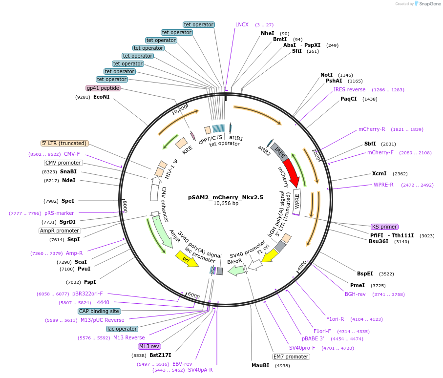 72689-plasmid-map-sequence-id-192420