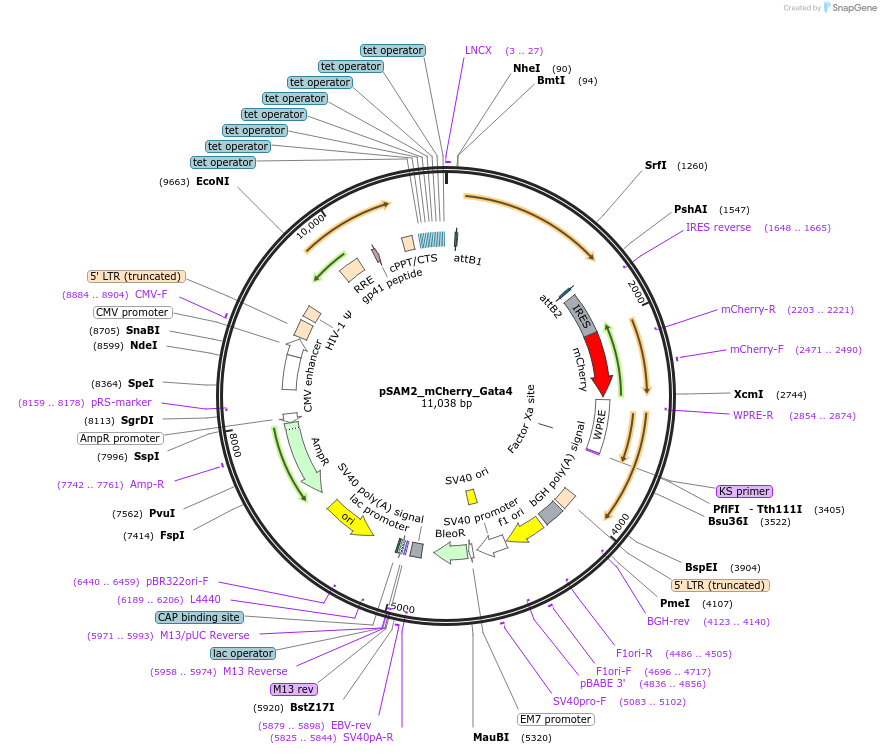 72690-plasmid-map-sequence-id-192423