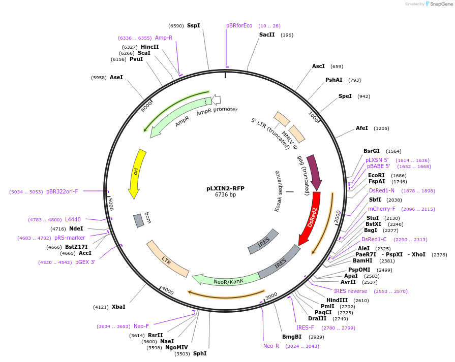 99205-plasmid-map-sequence-id-192441