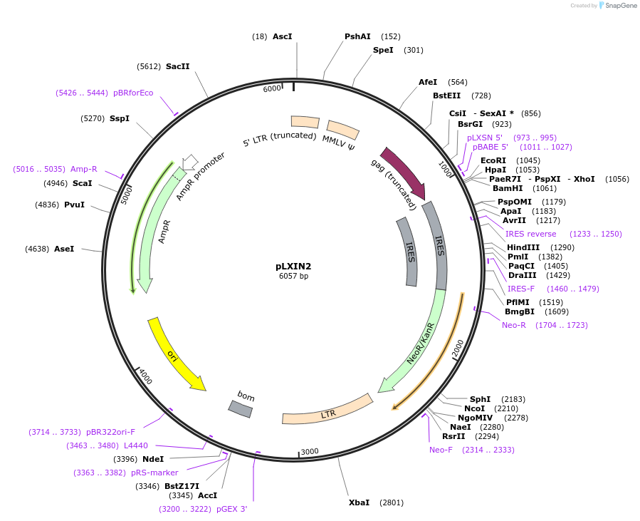 99203-plasmid-map-sequence-id-192445