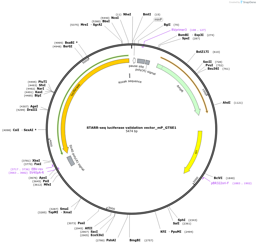 99304-plasmid-map-sequence-id-192447