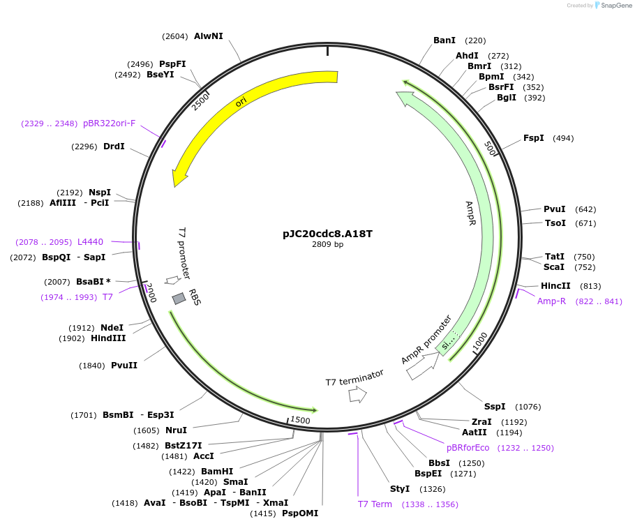 99360-plasmid-map-sequence-id-192448