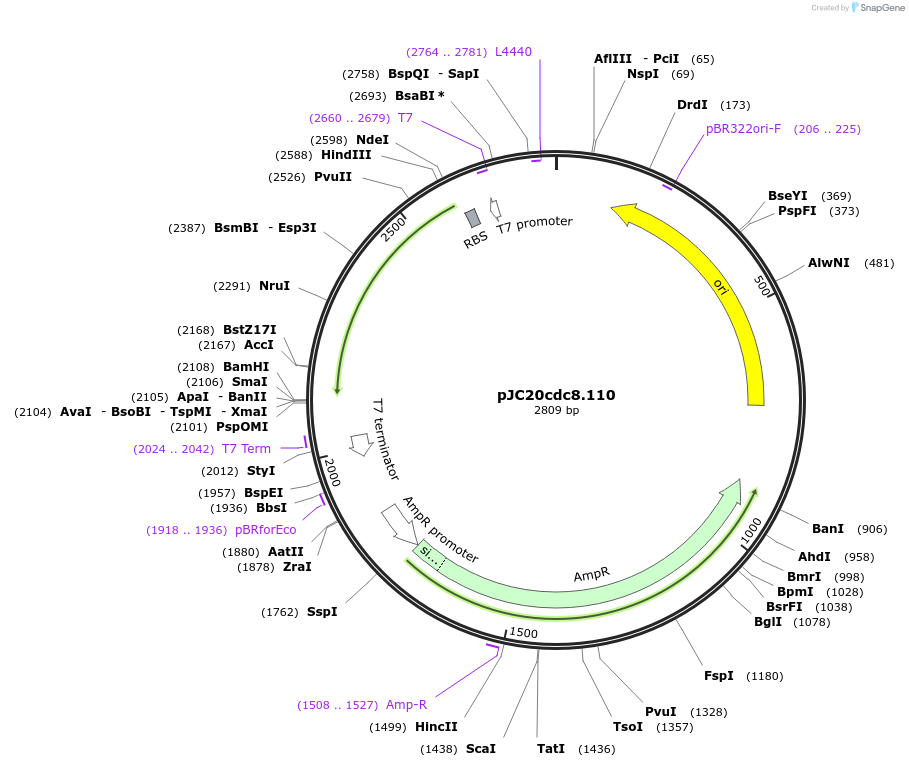 99363-plasmid-map-sequence-id-192456