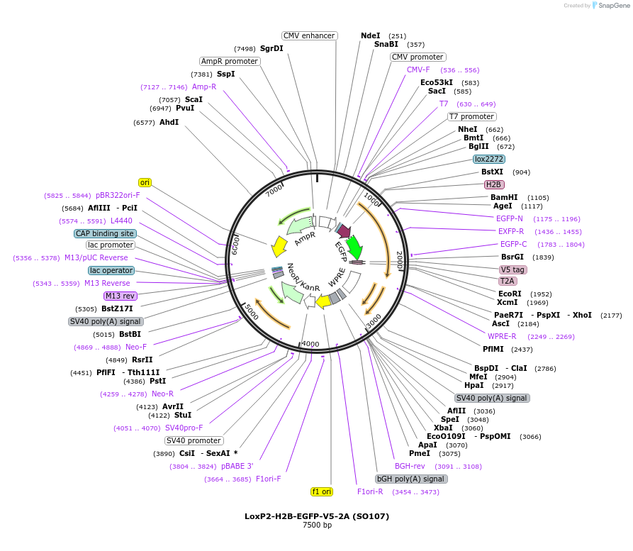 99617-plasmid-map-sequence-id-192464