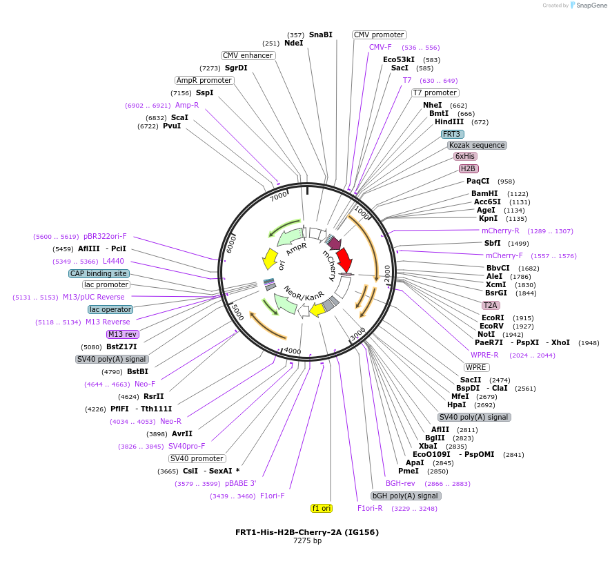 99622-plasmid-map-sequence-id-192467