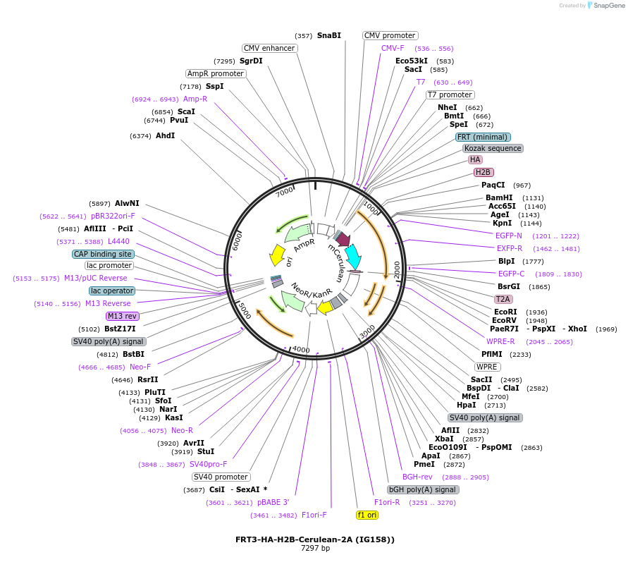 99624-plasmid-map-sequence-id-192468