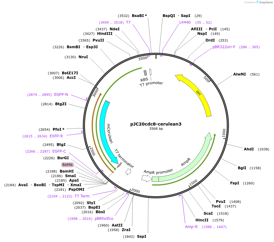 99358-plasmid-map-sequence-id-192470