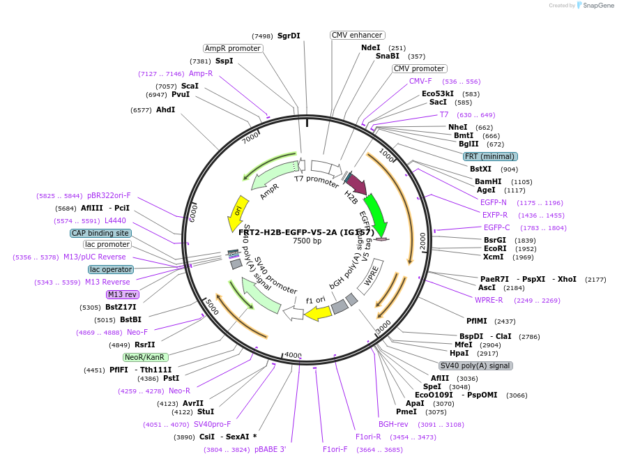 99623-plasmid-map-sequence-id-192486