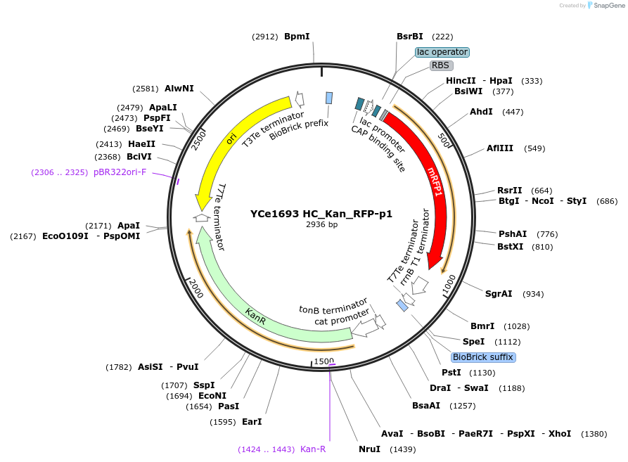 100609-plasmid-map-sequence-id-192501
