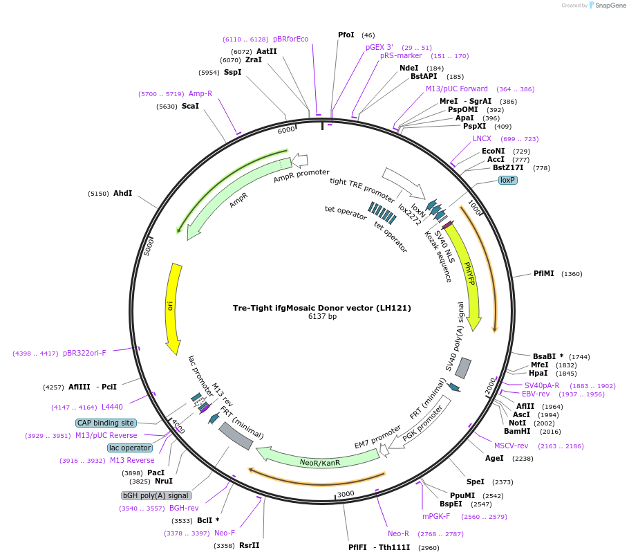 99630-plasmid-map-sequence-id-192523