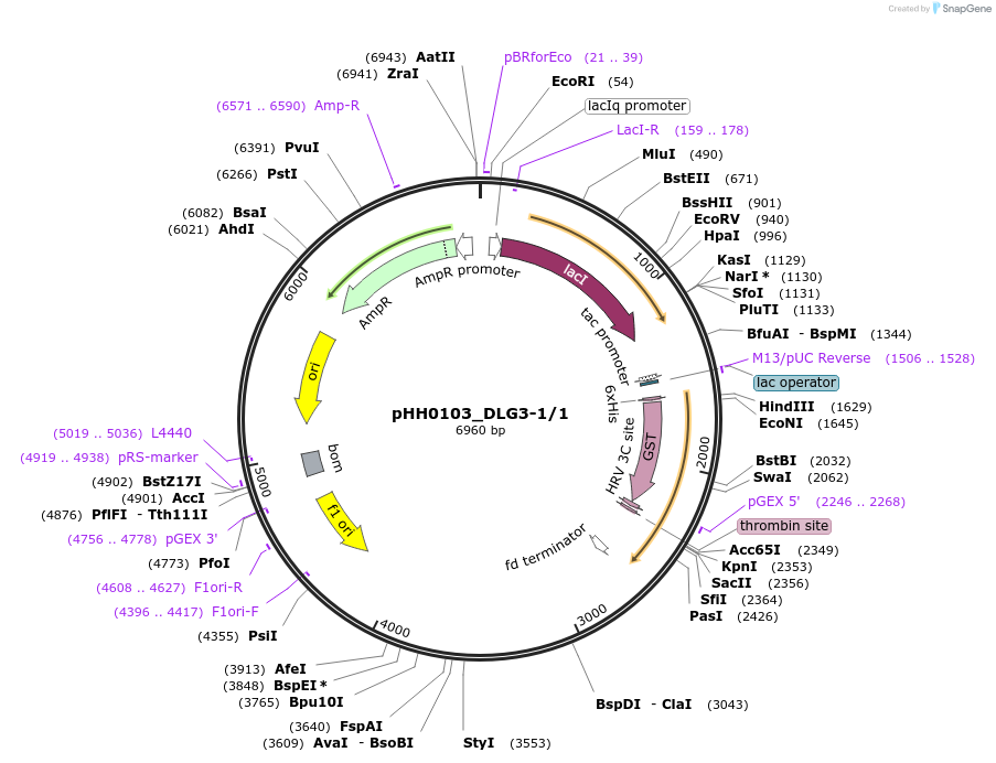 91525-plasmid-map-sequence-id-192532