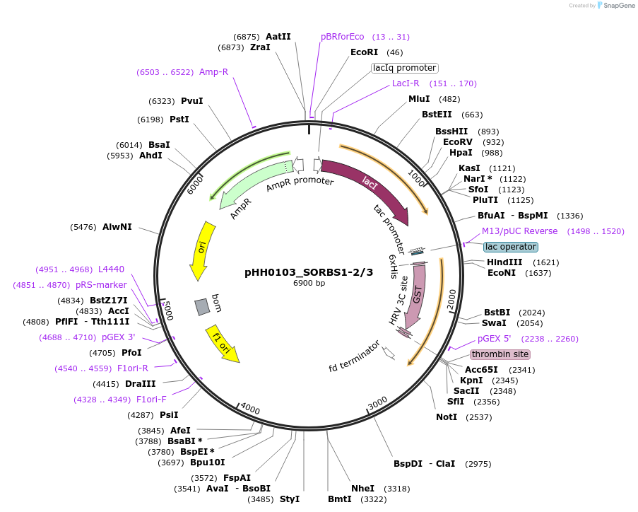 91530-plasmid-map-sequence-id-192561