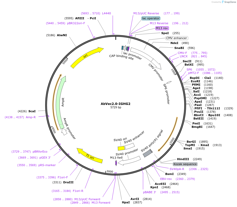 99576-plasmid-map-sequence-id-192590
