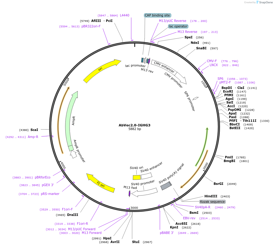 99577-plasmid-map-sequence-id-192592