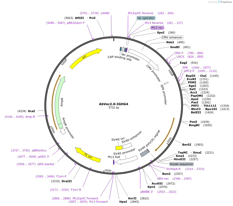 99578-plasmid-map-sequence-id-192595