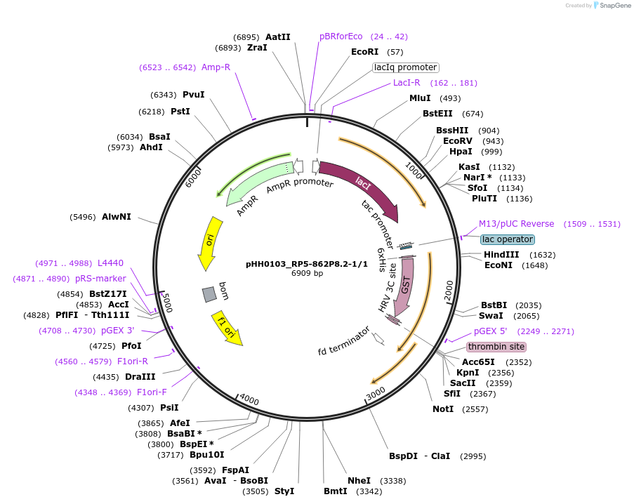 91537-plasmid-map-sequence-id-192598