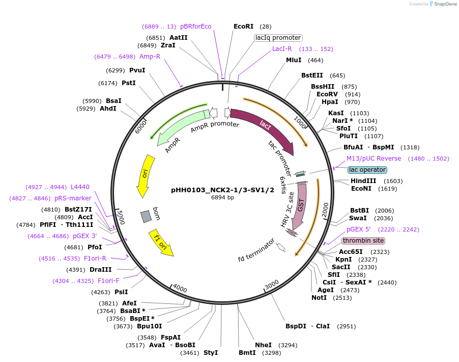 91538-plasmid-map-sequence-id-192599