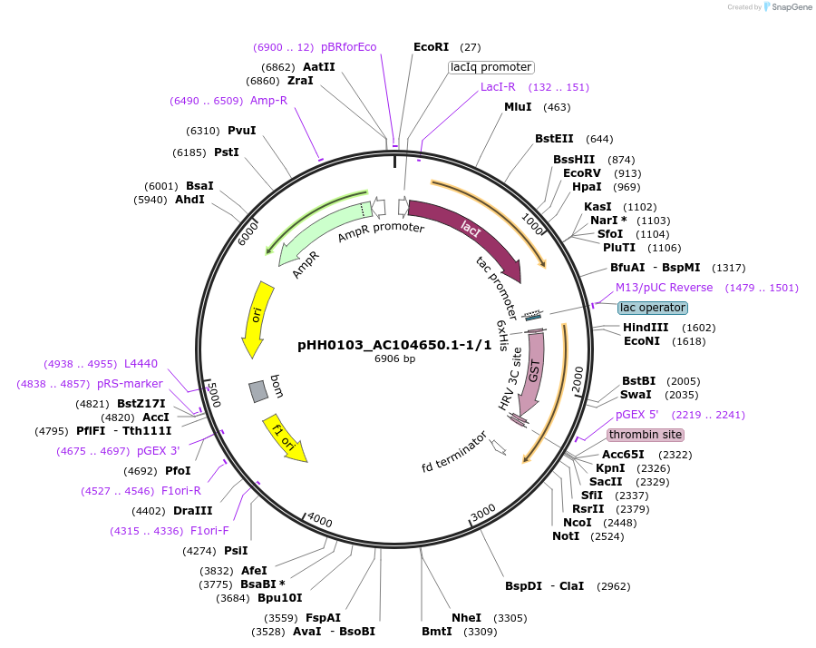 91541-plasmid-map-sequence-id-192601