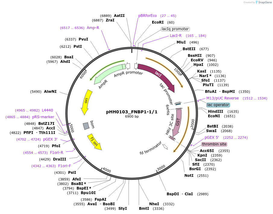91552-plasmid-map-sequence-id-192612