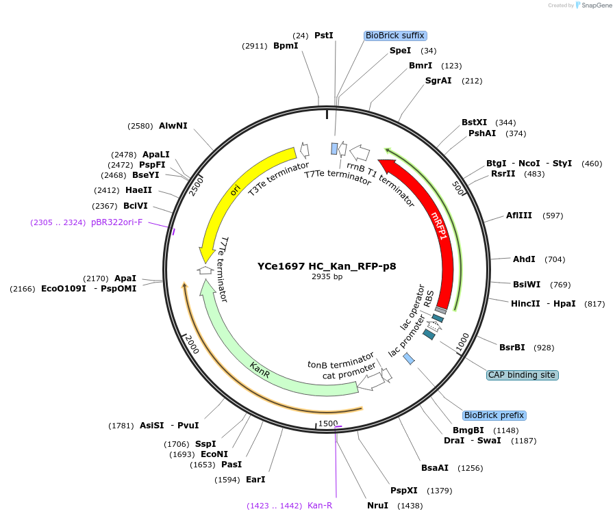 100616-plasmid-map-sequence-id-192648