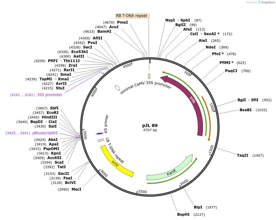 98558-plasmid-map-sequence-id-192654
