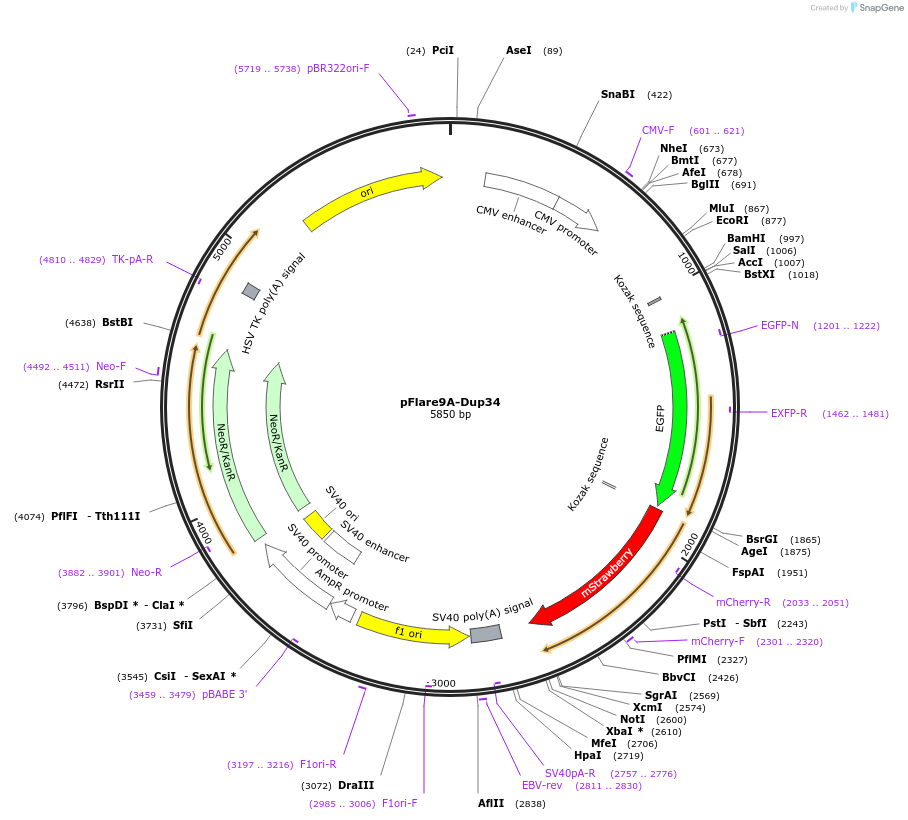 90267-plasmid-map-sequence-id-192697