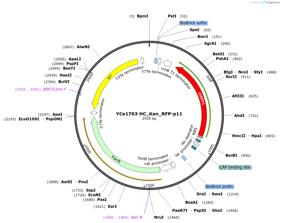 100621-plasmid-map-sequence-id-192703