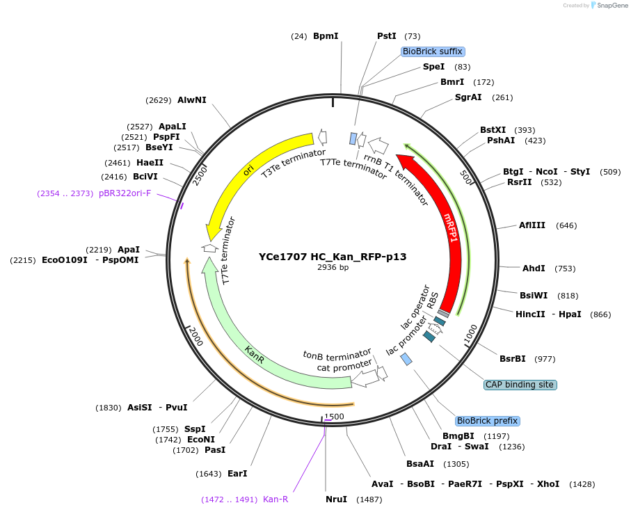 100623-plasmid-map-sequence-id-192705