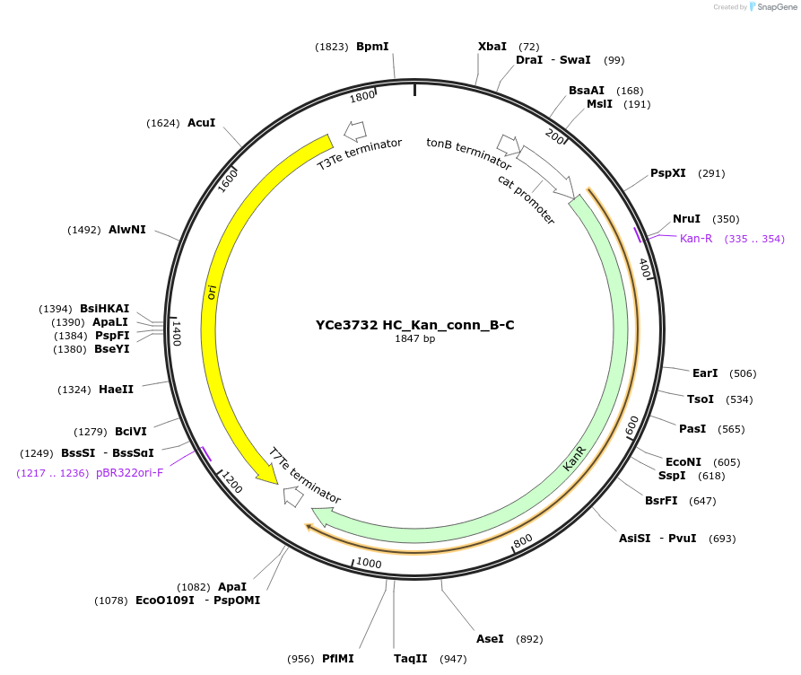 100639-plasmid-map-sequence-id-192746