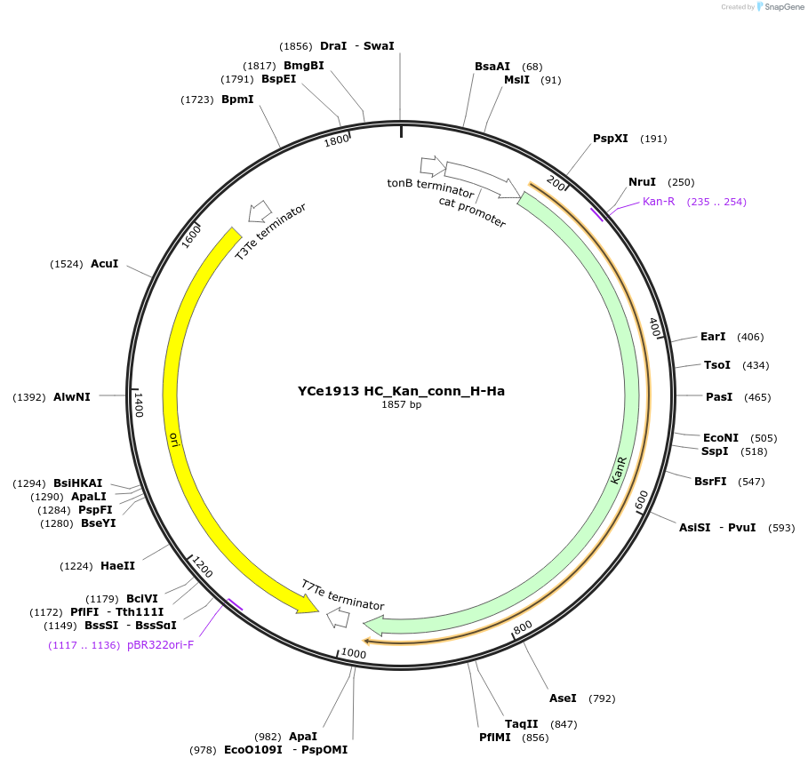 100650-plasmid-map-sequence-id-192765