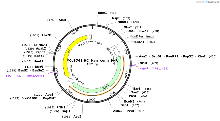 100658-plasmid-map-sequence-id-192772