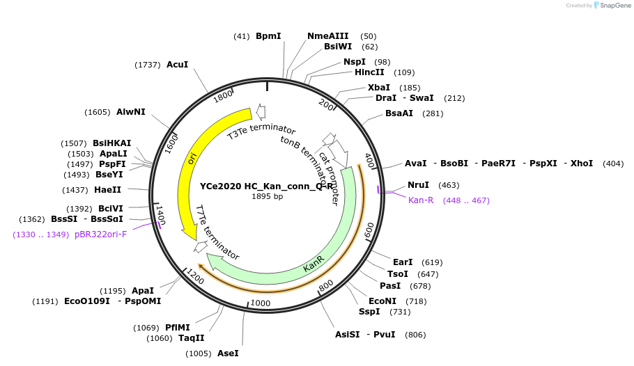 100659-plasmid-map-sequence-id-192773