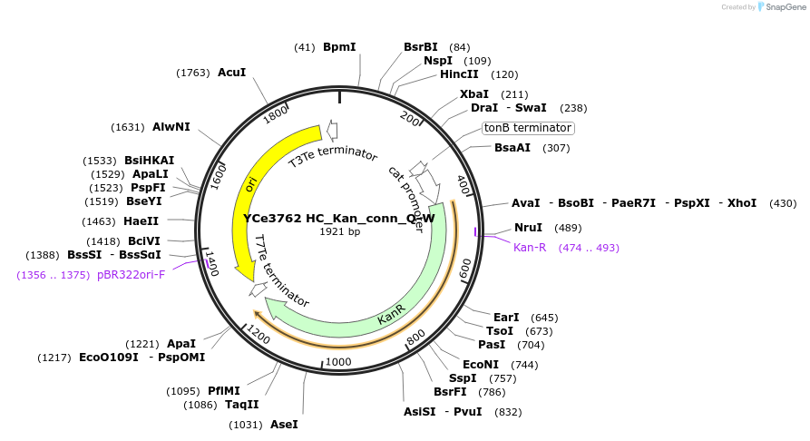 100660-plasmid-map-sequence-id-192774