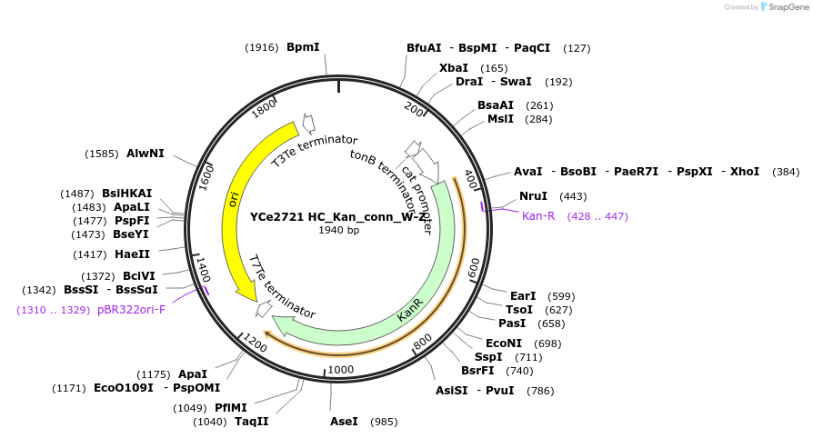 100664-plasmid-map-sequence-id-192778
