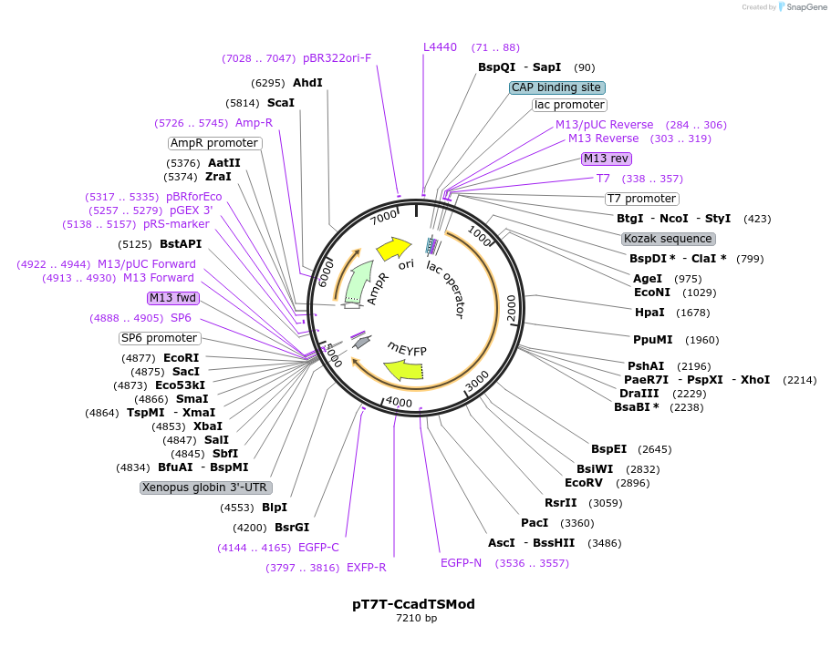 99874-plasmid-map-sequence-id-192794