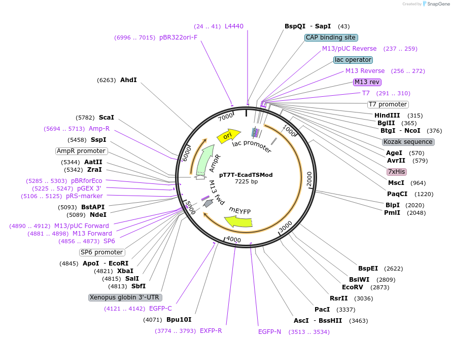99871-plasmid-map-sequence-id-192797