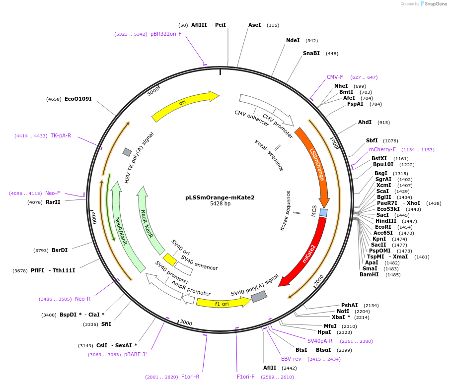 99868-plasmid-map-sequence-id-192826