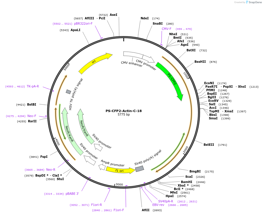 57214-plasmid-map-sequence-id-192846