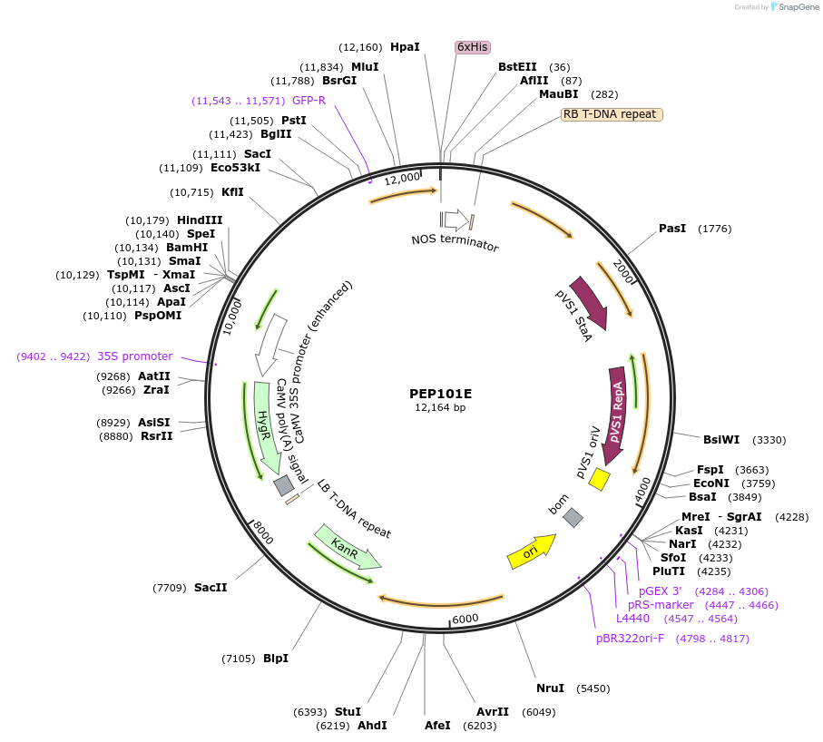 97387-plasmid-map-sequence-id-192877