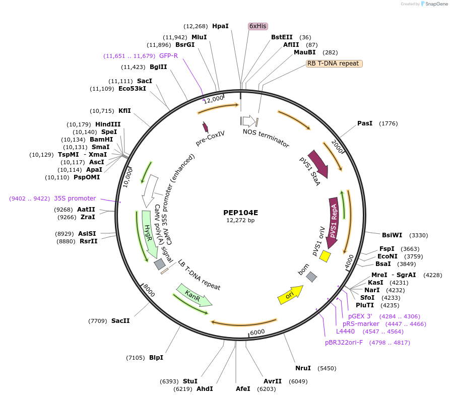 97390-plasmid-map-sequence-id-192886