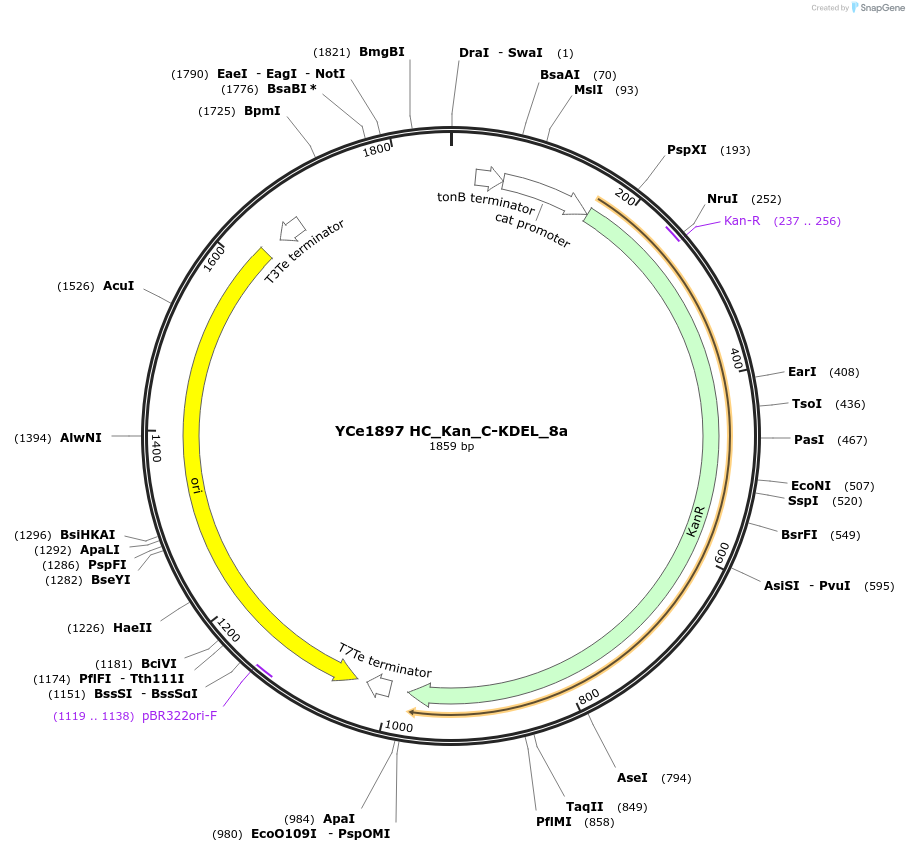 100681-plasmid-map-sequence-id-192892