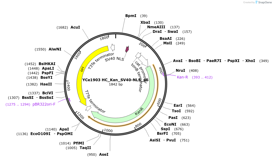 100684-plasmid-map-sequence-id-192895