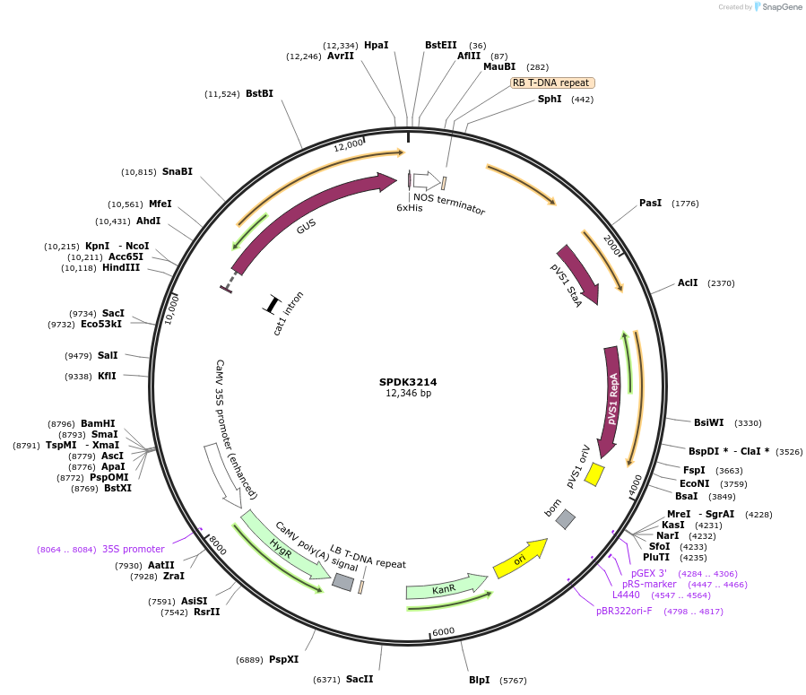 97406-plasmid-map-sequence-id-192901