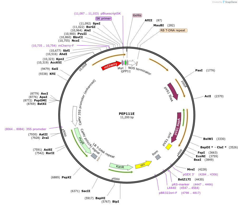97397-plasmid-map-sequence-id-192903