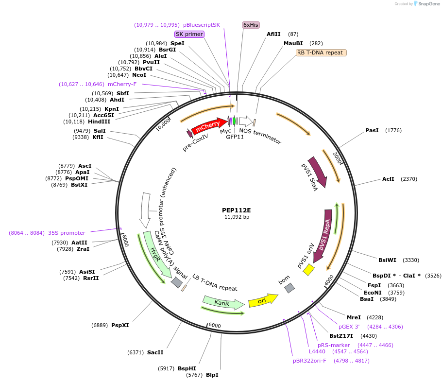 97398-plasmid-map-sequence-id-192904
