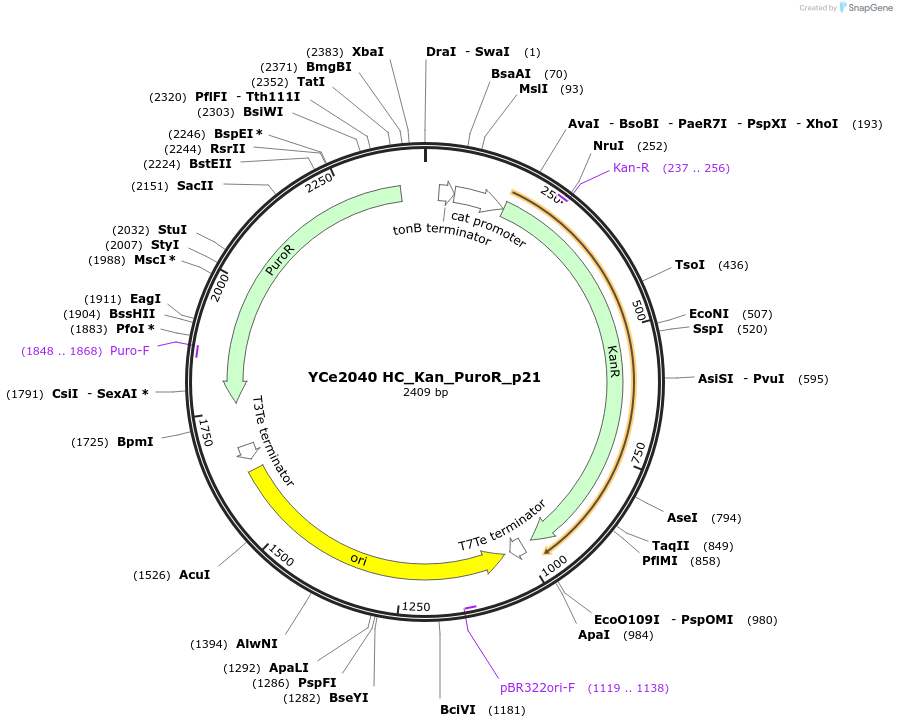 100691-plasmid-map-sequence-id-192914